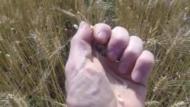 Χωράφι Σιταριού Συγκομιδή Σιταριού Στο Χέρι — Αρχείο Βίντεο
