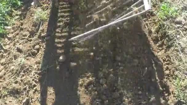 Trabajo Los Campos Excavando Patatas Con Tractor — Vídeos de Stock