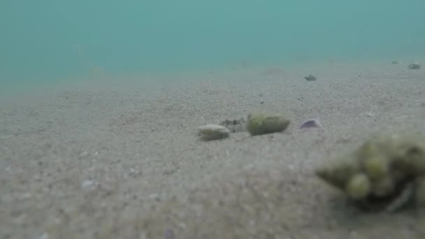 Veduta Granchio Mare Nel Mare Nero Nella Sabbia — Video Stock