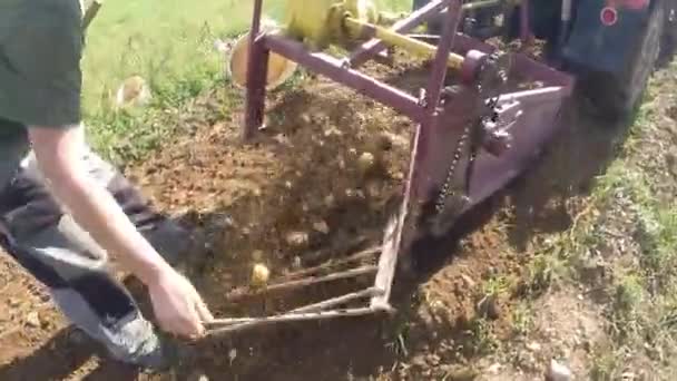 Bekerja Ladang Menggali Kentang Dengan Traktor — Stok Video