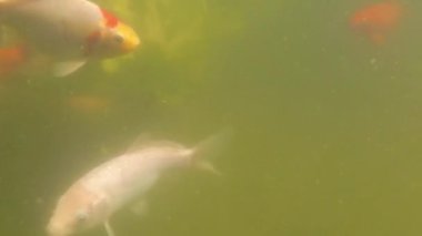 Koi sazan balığı, Japon balığı, gölette suyun altında.