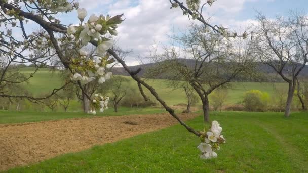 Bloeiende Kersenboom Tuin Blauwe Lucht — Stockvideo