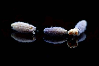 Siyah arkaplanda yansıması olan kurutulmuş lavanta