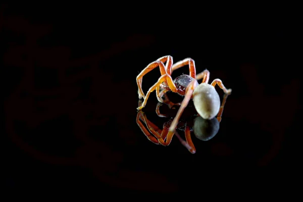 Spinne Auf Schwarzem Hintergrund Mit Reflexion — Stockfoto