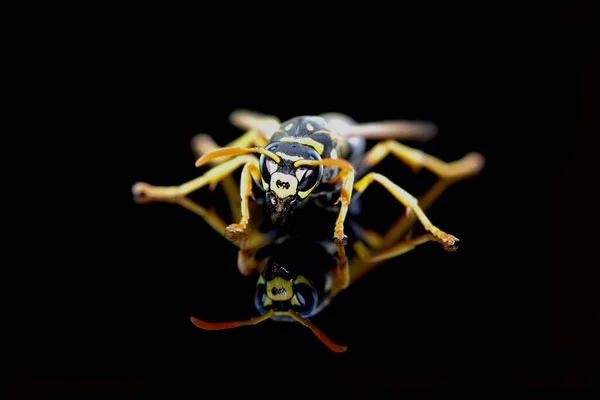 Siyah Arkaplanda Yansıması Olan Yabanarısı Böceği — Stok fotoğraf