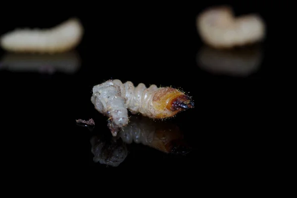 Larva Bajulus Hylotrupes Pada Latar Belakang Hitam Dengan Refleksi — Stok Foto