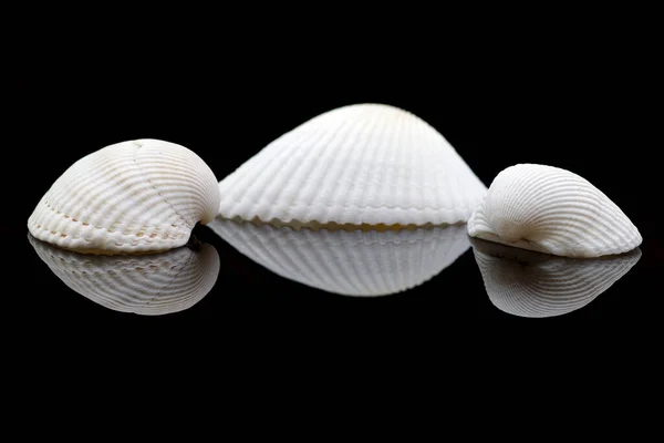 Three Sea Shells Black Background Reflection — Stock Photo, Image