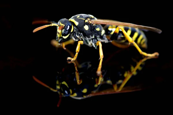 Wasp insect on a black background with reflection