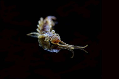 Siyah arkaplanda yansıması olan tanımlanamayan böcek