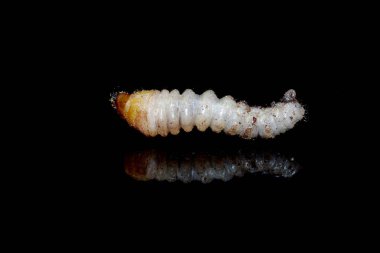 Siyah arkaplanda yansımalı Hylotrupes bajulus larvası