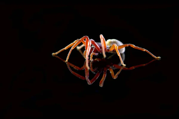 Pavouk Černém Pozadí Odrazem — Stock fotografie