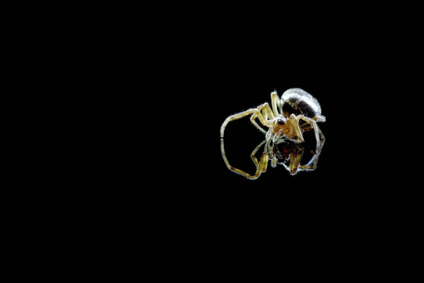 Siyah Arkaplanda Yansıması Olan Örümcek — Stok fotoğraf