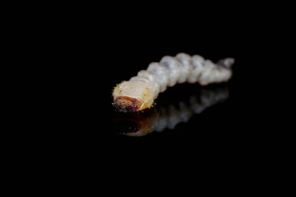 Siyah arkaplanda yansımalı Hylotrupes bajulus larvası