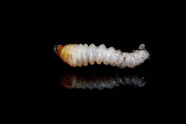 Siyah arkaplanda yansımalı Hylotrupes bajulus larvası
