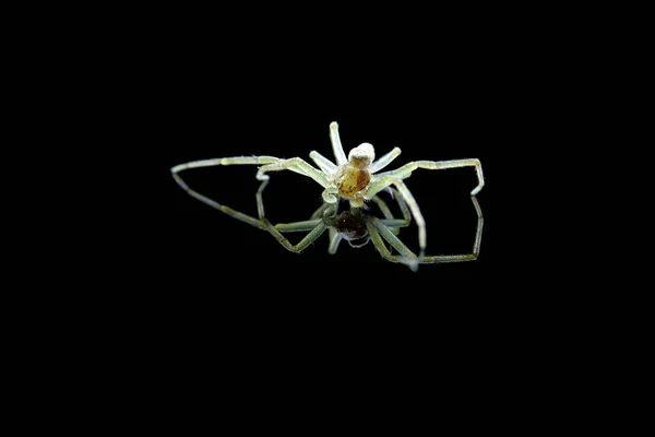 Pavouk Černém Pozadí Odrazem — Stock fotografie