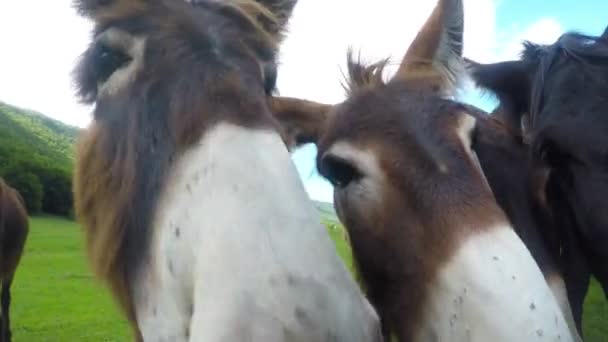 Cinq ânes dans la prairie, derrière la clôture 
