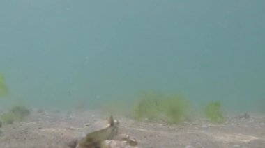 Karadeniz 'de kumdaki yengecin görüntüsü