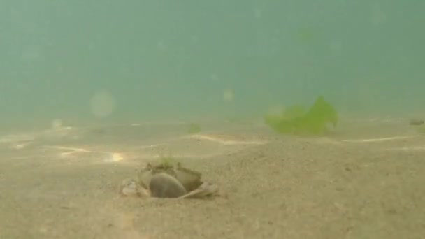 黒海のカニが殻を開く — ストック動画