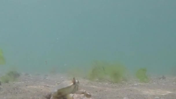 Vista Caranguejo Mar Mar Negro Areia — Vídeo de Stock