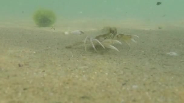 Utsikt Över Havskrabba Det Svarta Havet Sanden — Stockvideo