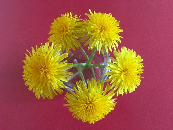 Dandelion flowers arranged in a jar as a decorative display