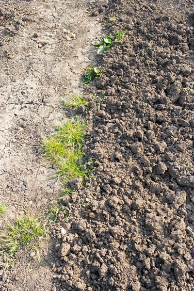 割当てに栽培された土壌のストリップ 準備ができておらず 圧縮された土壌のストリップの横に — ストック写真