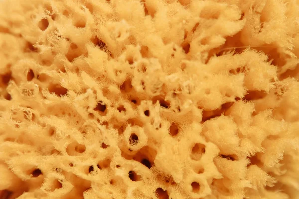 porous mustard sponge background close up