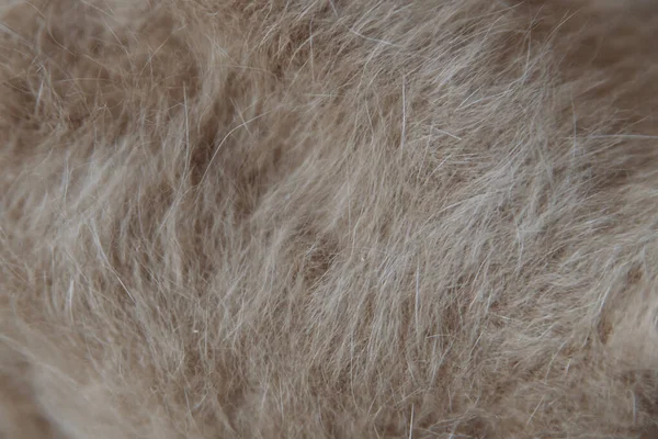 beige and white wool close-up