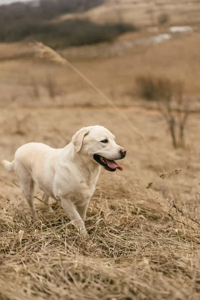 Labrador Száraz Füvön — Stock Fotó