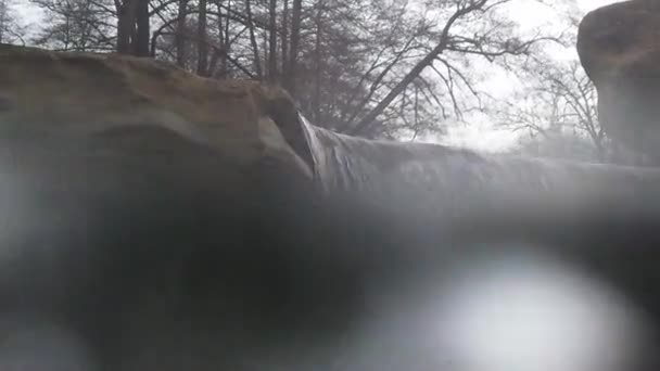 Cascade Dans Forêt — Video