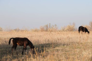 At bozkırda otluyor. .