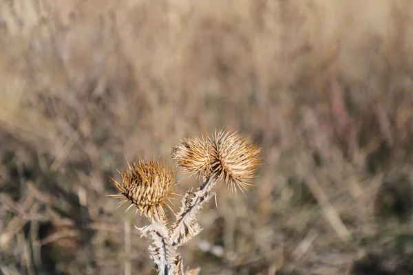 Close Dry Thistle Steppe — Stock Photo, Image