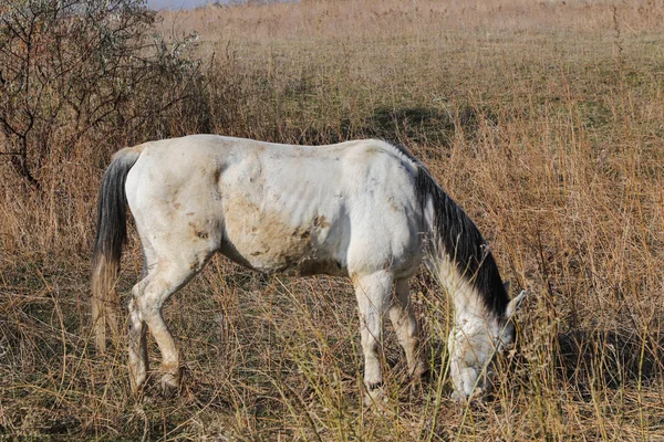 White  Dirty  horse grazes in the steppe.
