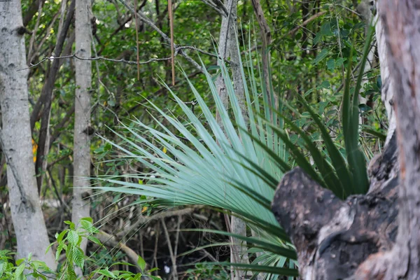 Bosque Salvaje Con Árboles Arbustos Verdes — Foto de Stock