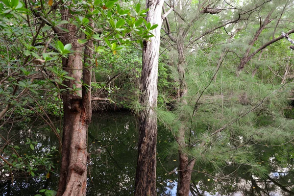 Forêt Sauvage Avec Arbres Mystérieux Lac — Photo