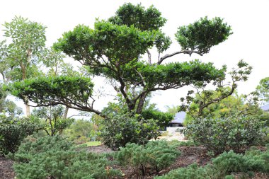 Büyük ağaçları ve yeşil çalıları olan vahşi bir orman.