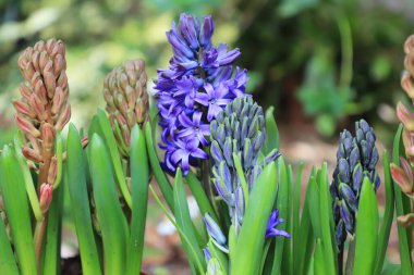 Bahçedeki sümbüller saksılara yerleştirildi. bahar çiçekleri