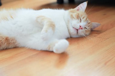  Oturma odasındaki parke zemininde uyuyan kırmızı bir kedinin yakın çekimi.