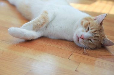  Oturma odasındaki parke zemininde uyuyan kırmızı bir kedinin yakın çekimi.