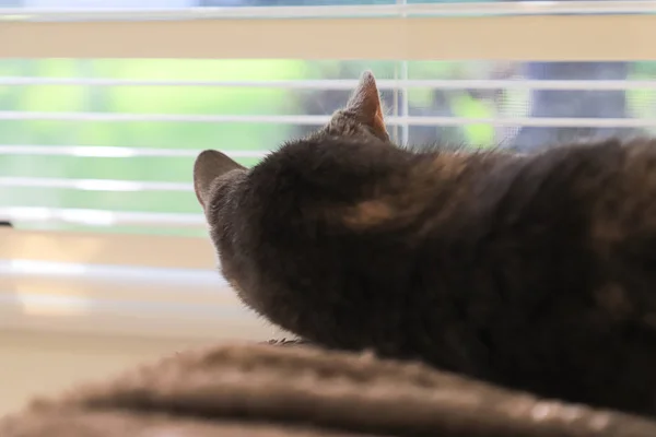 Close Cat Lies Looks Out Window Back View Selective Focus — Stock Photo, Image