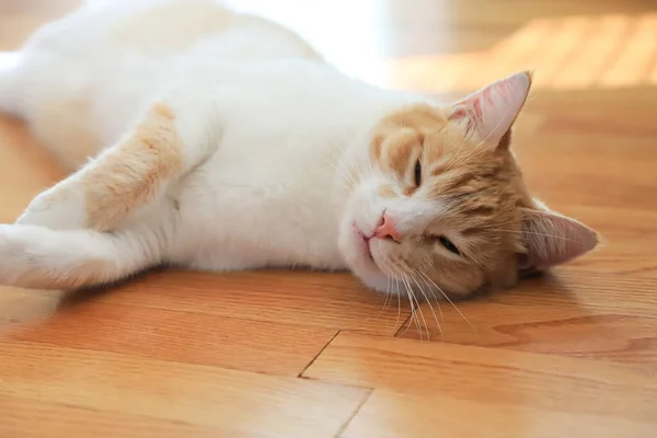 Primer Plano Gato Rojo Durmiendo Suelo Parquet Sala Estar — Foto de Stock