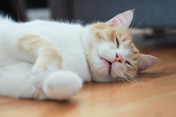 Großaufnahme Einer Roten Katze Die Auf Dem Parkettboden Wohnzimmer Schläft — Stockfoto