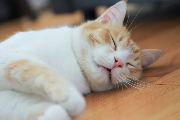 Primer Plano Gato Rojo Durmiendo Suelo Parquet Sala Estar — Foto de Stock