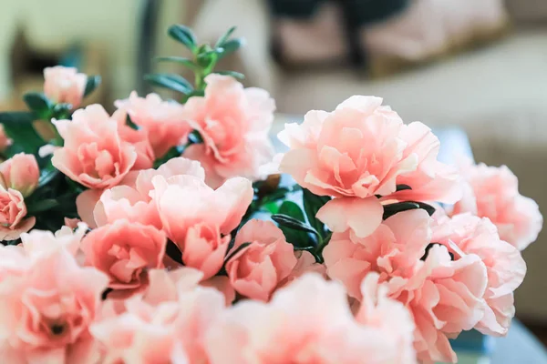 Pink Azalea Gift Box Stands Table Living Room Flowering Indoor — Stock Photo, Image