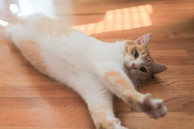  Yakından bakınca, oturma odasının parke zemininde yatan sevimli kediyi görüyorum.