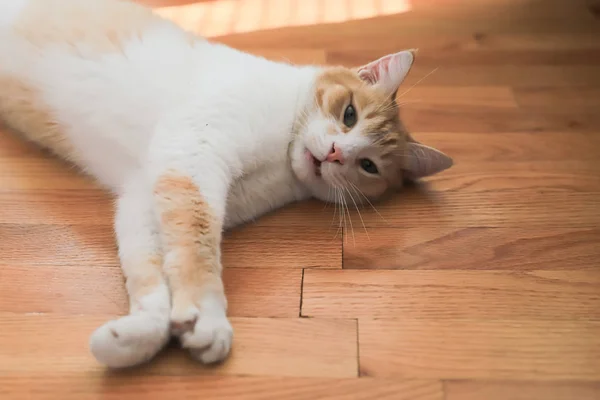 Nahaufnahme Der Niedlichen Katze Liegen Auf Dem Parkettboden Wohnzimmer — Stockfoto