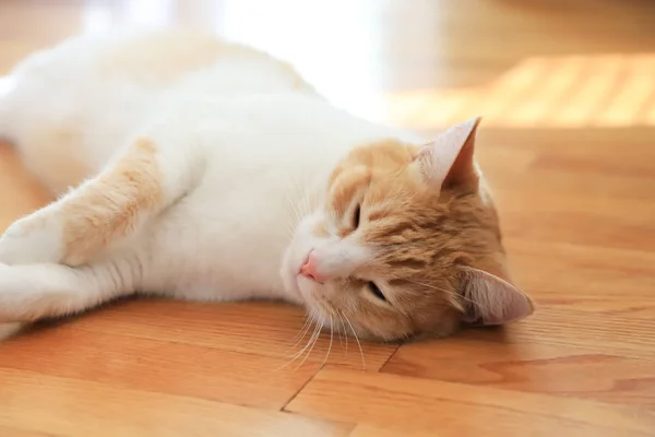 Primer Plano Gato Rojo Durmiendo Suelo Parquet Sala Estar — Foto de Stock