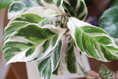 Calathea White Fusion kapanıyor. Yukarıdan bak. Konsept ev bitkileri