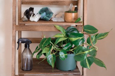 Ahşap raf, ev bitkileri ve farklı kristaller. Esrarengiz ve stressiz bölgeyi kutsa. 