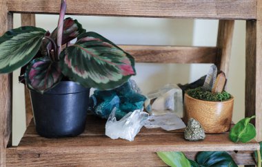 Wooden shelf with houseplants  and different crystal. Consept esoteric and stress free zone. 